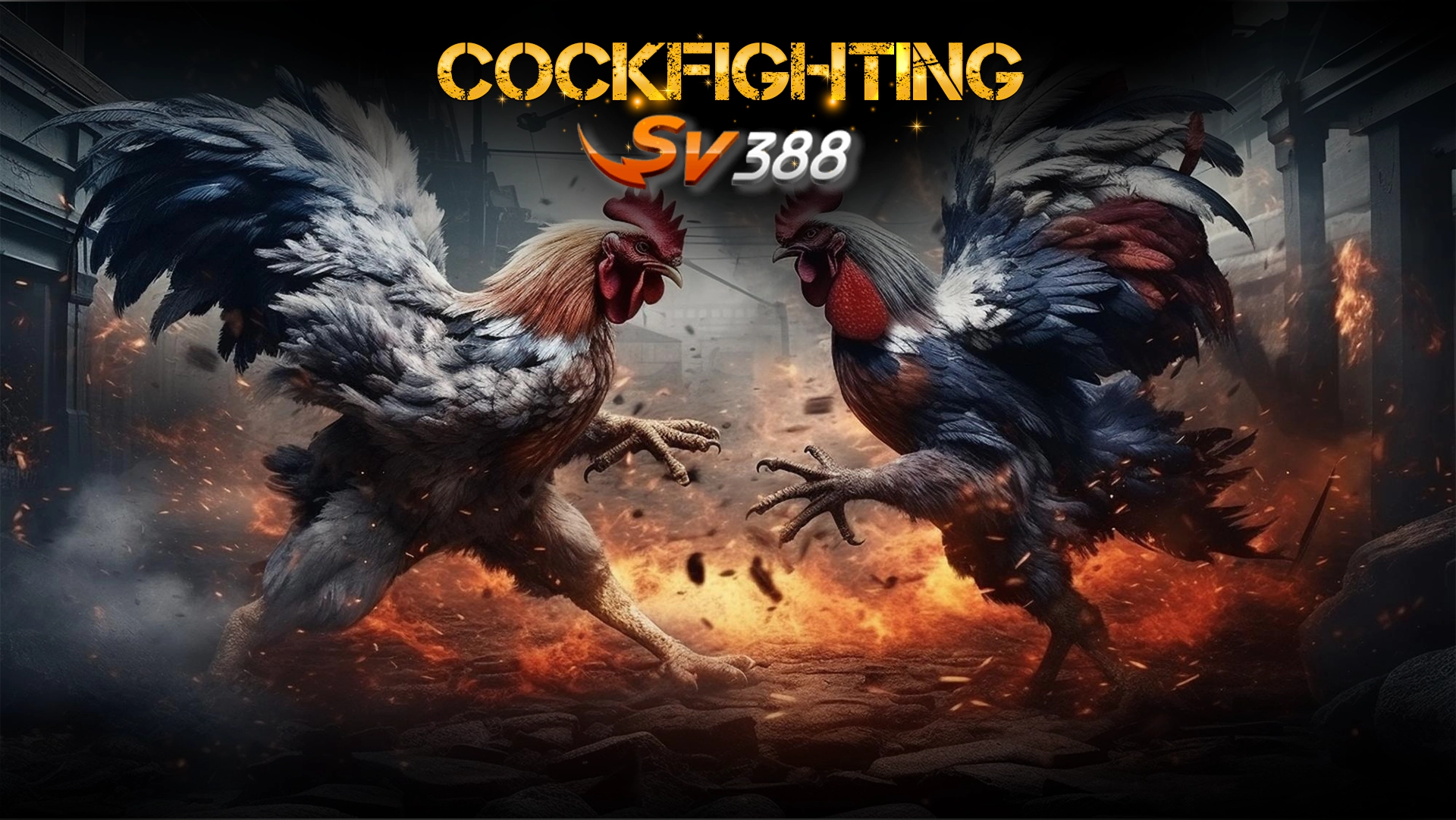 cockfight
